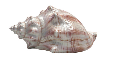 Obraz premium Seashell with detailed texture