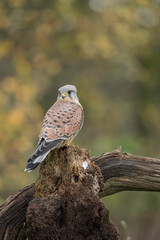 Common kestrel, Falco tinnunculus
