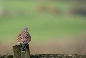 Common kestrel, Falco tinnunculus
