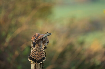 Common kestrel, Falco tinnunculus