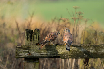 Common kestrel, Falco tinnunculus