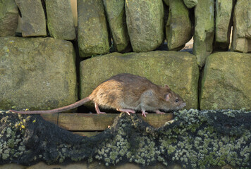 Brown rat,  Rattus norvegicus