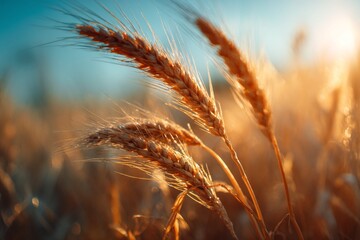Close-up of wheat ears in golden sunlight at sunset