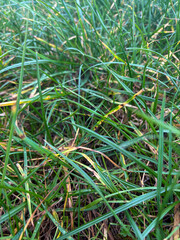 Grass sward in early November showing signs of disease