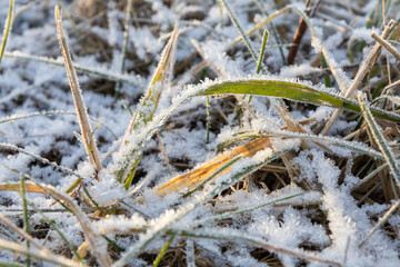 Early winter scene with grass covered in the first frost. Signs of freezing temperatures and seasonal change at the beginning of winter