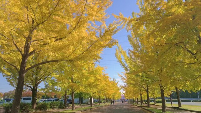 『秋の銀杏並木』 秋の銀杏並木 | GANREF