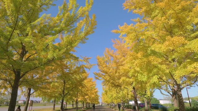 銀杏並木」の写真素材 | 8,320件の無料イラスト画像 | Adobe Stock