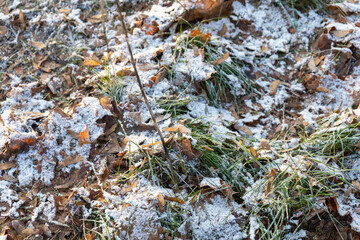 Early winter scene with grass covered in the first frost. Signs of freezing temperatures and seasonal change at the beginning of winter