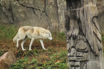 Wild European Wolf in Rocky Landscape Nature and Wildlife Photography