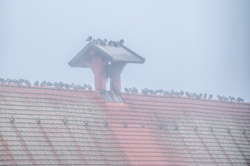 Tauben Columbidae sitzen auf Dachfirst und Glockenstuhl des alten Rathauses im dichten Nebel in Neckartenzlingen  