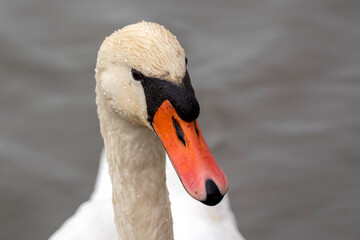 Swan gliding gracefully on calm water, showcasing its elegant features and vibrant beak in the...