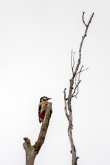 A woodpecker resting on a bare branch under a grey sky in a calm natural setting