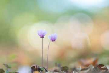 原種シクラメン