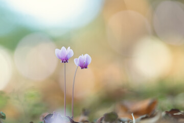 原種シクラメン