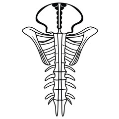 A flat vector illustration of the vagus nerve, highlighting the longest cranial nerve responsible for many autonomic functions.