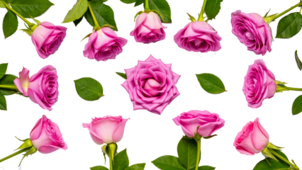 Background of pink roses and green leaves arranged horizontally and vertically on a transparent background.