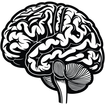 A minimalist vector of the temporal lobe, illustrating this brain region's anatomy in a simple, uncluttered style.