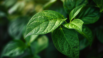 Vibrant green leaves showcasing symmetrical, deep texture and vein patterns, set in a lush, dark, natural garden environment.