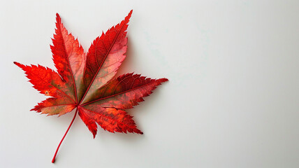 Single vibrant red Japanese maple leaf showcasing rich autumn color and intricate veins, elegantly isolated on a clean white background.