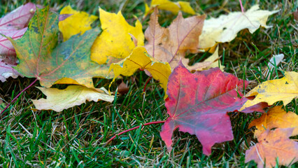 Obraz premium A bird's-eye perspective of the vibrant autumn foliage, scattered across the forest floor, illuminated by the sunlight. High quality photo