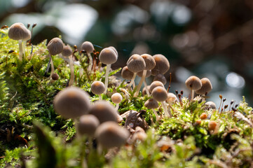 mushrooms in the forest