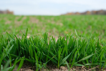Obraz premium Close-up of winter wheat growing on gray soils. Fresh green shoots. Fertilization and soil management. Natural farming conditions and the healthy development of the crop. Copy space. 