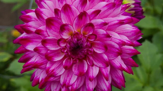 Halifax Autumn Garden Scene With Dahlia Flower Beds Canada. Picturesque Garden View Of Red And Pink Dahlias Blooming In A Lush Park Surrounded By Fall Colors.