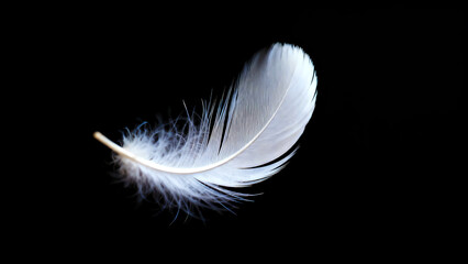 Soft White Bird Feather Floating Isolated on Black Background.
