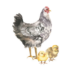 Chicken farm birds and hen watercolor illustration. Hand drawn domestic birds clipart, agriculture rural life painting with yellow chicks and hen for poster, organic product packing design