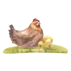 Farm rural composition with watercolor hen and small yellow chicken on green lawn illustration. Hand drawn agriculture clipart with domestic birds for kid's book design, organic product and rustic
