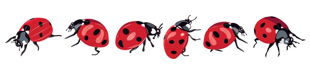 Ladybug insect red and black color. Summer bugs. Meadow insects. Ladybird illustration. Set of red ladybirds isolated on white. Can be used in different ways of design, appearance, cover, decoration