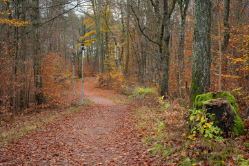A colorful autumn scene along the trail in a woodland park in southern Norway.