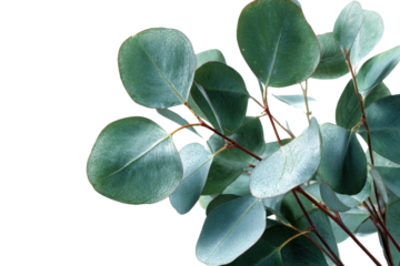 Close up of round eucalyptus leaves on dark background plant green, Isolated On Transparent Background, Png Cut Out