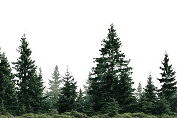 Dark green evergreen pine trees forest on black background nature, Isolated On Transparent Background, Png Cut Out
