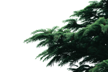 Dark green pine tree branches against a black background image, Isolated On Transparent Background, Png Cut Out