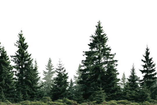 Dark green evergreen pine trees forest on black background nature, Isolated On Transparent Background, Png Cut Out