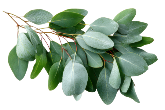 Eucalyptus branch with oval shaped green leaves against black background image 1, Isolated On Transparent Background, Png Cut Out