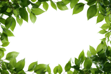 Green leaves frame a black background with sunlight filtering through foliage plant, Isolated On Transparent Background, Png Cut Out