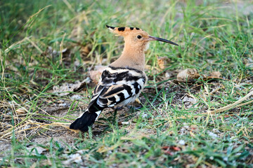 Eurasian hoopoe in southeast of Spain