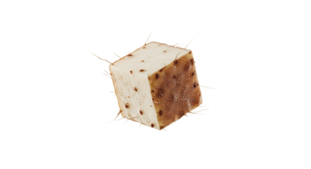 Minimalist cube object with sprouting elements on clean backdrop offering an abstract visual, conceptual composition with organic geometry and