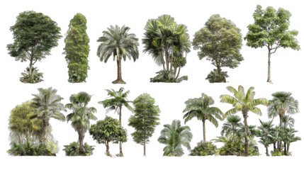 A collection of diverse tropical trees showcasing various shapes and sizes, emphasizing their lush green foliage and unique trunks.