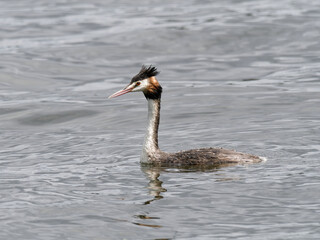 Great crested Grebe (Podiceps cristatus) swimming with ripples on water.