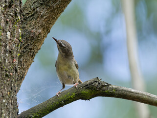 White-browed Scrubwren (Sericornis frontalis) perched on an ironbark branch with bokeh background