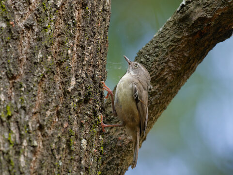 White-browed Scrubwren (Sericornis frontalis) perched on a tree fork with bokeh background