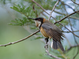 Eastern Spinebill (Acanthorhynchus tenuirostris) close up perched on a branch with bokeh background
