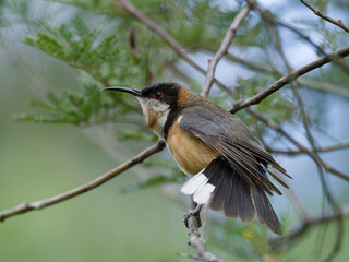 Eastern Spinebill (Acanthorhynchus tenuirostris) close up perched on a branch with bokeh background
