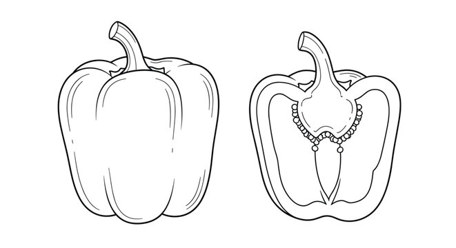 Line art illustration of a bell pepper, depicting its whole exterior form and a detailed longitudinal cross-section showcasing its internal structure and seeds.