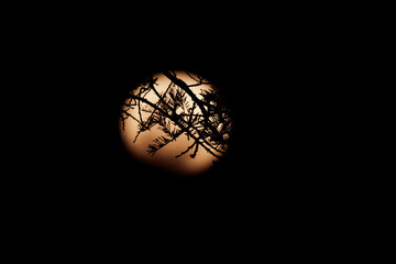 Branches in front of Moon