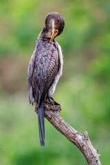 Grooming Cormorant