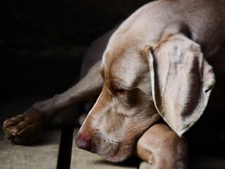 portrait of a dog Weimaraner © LookLook